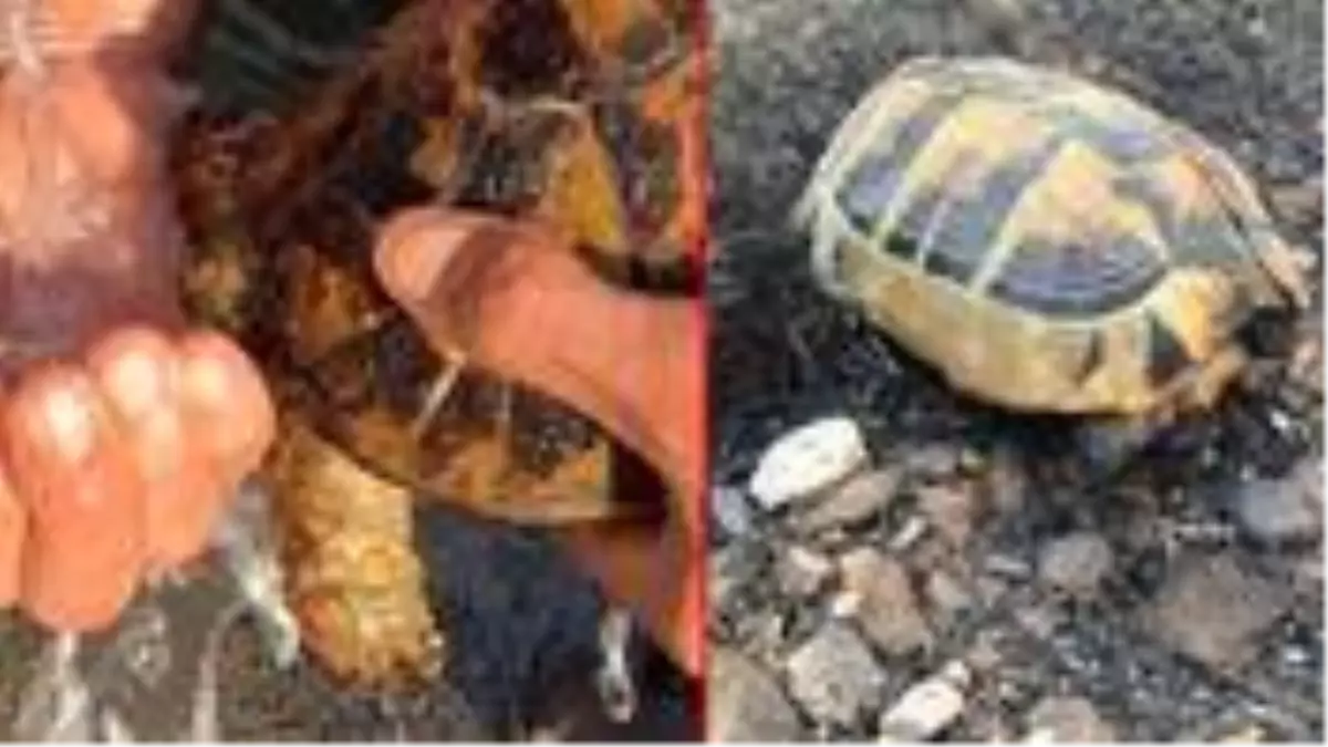 Hatay Yanginindan Yurek Yakan Fotograflar Haberler Haber Ofisi