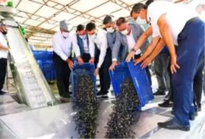 Kumluca Da Ilk Zeytinyagi Sikimi Gerceklestirildi Antalya