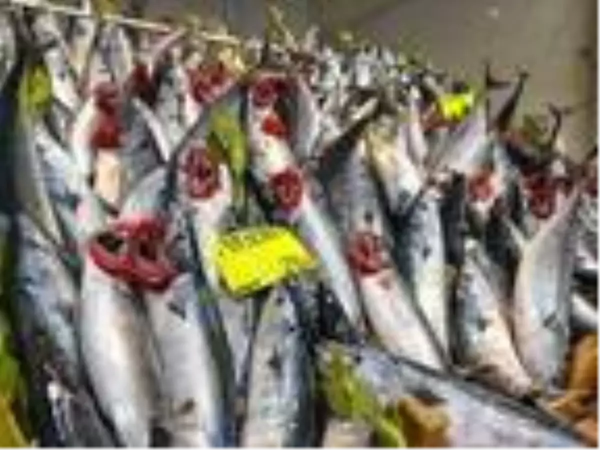 Palamut denizde azalınca fiyatı 15 liradan, 25 liraya çıktı