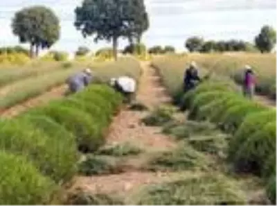 Türkiye'nin en büyük lavanta tarlasında hasat tamamlandı Türkiye'nin en büyük lavanta tarlasında hasat tamamlandı