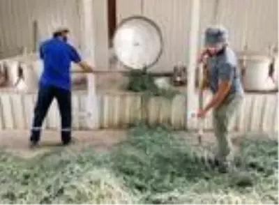 Türkiye'nin en büyük lavanta tarlasında hasat tamamlandı Türkiye'nin en büyük lavanta tarlasında hasat tamamlandı