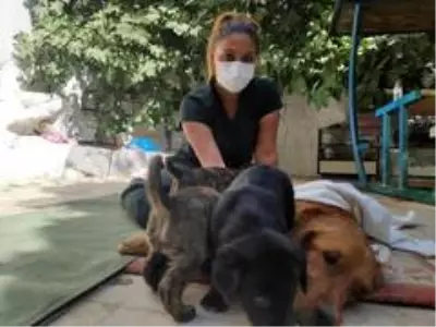 Zehirlenen Kopek Sagligina Kavusuyor Kilis