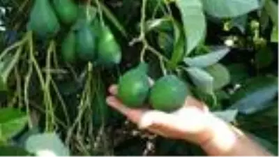 Avokado, narenciyeye alternatif oldu Avokado, narenciyeye alternatif oldu
