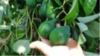 Avokado, narenciyeye alternatif oldu Avokado, narenciyeye alternatif oldu