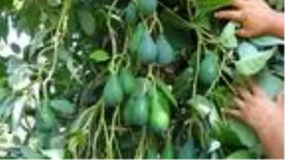 Avokado, narenciyeye alternatif oldu Avokado, narenciyeye alternatif oldu