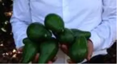 Avokado, narenciyeye alternatif oldu Avokado, narenciyeye alternatif oldu