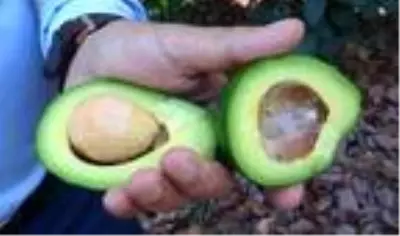 Avokado, narenciyeye alternatif oldu Avokado, narenciyeye alternatif oldu
