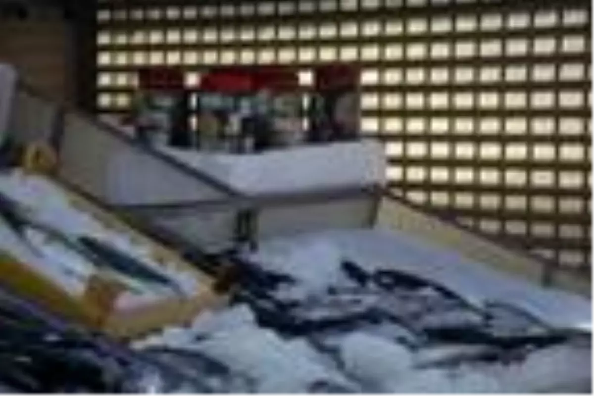 Palamut bol olunca lakerda yapımı başladı