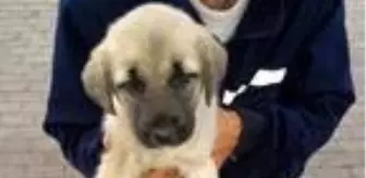 Afyon Kocatepe Üniversitesi: Polisin yaralı bulduğu köpek tedavi edilip, barınağa konuldu Afyon Kocatepe Üniversitesi: Polisin yaralı bulduğu köpek tedavi edilip, barınağa konuldu