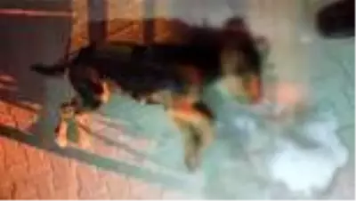 Sokak hayvanlarının zehirlenmesi üzerine kaymakamlık suç duyurusunda bulundu Sokak hayvanlarının zehirlenmesi üzerine kaymakamlık suç duyurusunda bulundu