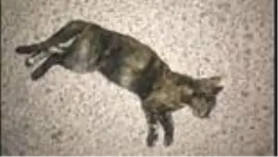 Sokak hayvanlarının zehirlenmesi üzerine kaymakamlık suç duyurusunda bulundu Sokak hayvanlarının zehirlenmesi üzerine kaymakamlık suç duyurusunda bulundu