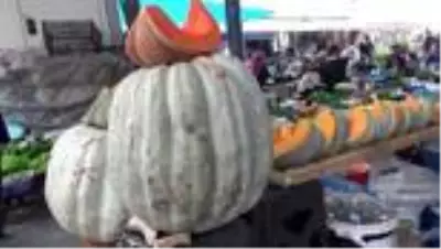 50 kilogramlık kabaklar ilgi görüyor 50 kilogramlık kabaklar ilgi görüyor