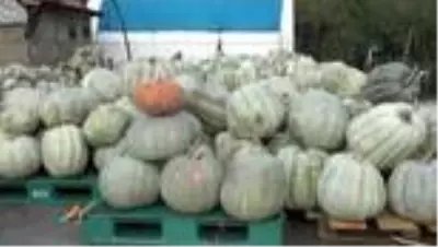 50 kilogramlık kabaklar ilgi görüyor 50 kilogramlık kabaklar ilgi görüyor