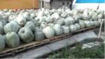 50 kilogramlık kabaklar ilgi görüyor 50 kilogramlık kabaklar ilgi görüyor
