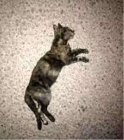 9 sokak hayvanının öldürülmesine suç duyurusu 9 sokak hayvanının öldürülmesine suç duyurusu