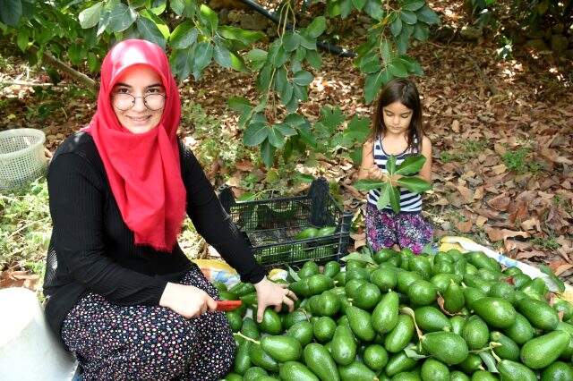 Avokadocu Ayşe'nin temizlikçilikten patronluğa uzanan başarısı: Yılda 250 bin adet satıyor