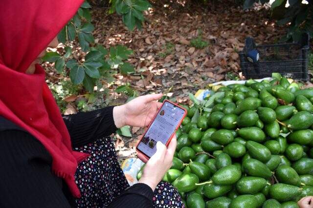 Avokadocu Ayşe'nin temizlikçilikten patronluğa uzanan başarısı: Yılda 250 bin adet satıyor
