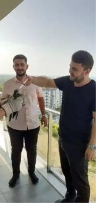 Balkonuna konan doğanı elleriyle besleyip doğaya saldı