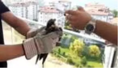 Balkonuna konan doğanı elleriyle besleyip doğaya saldı