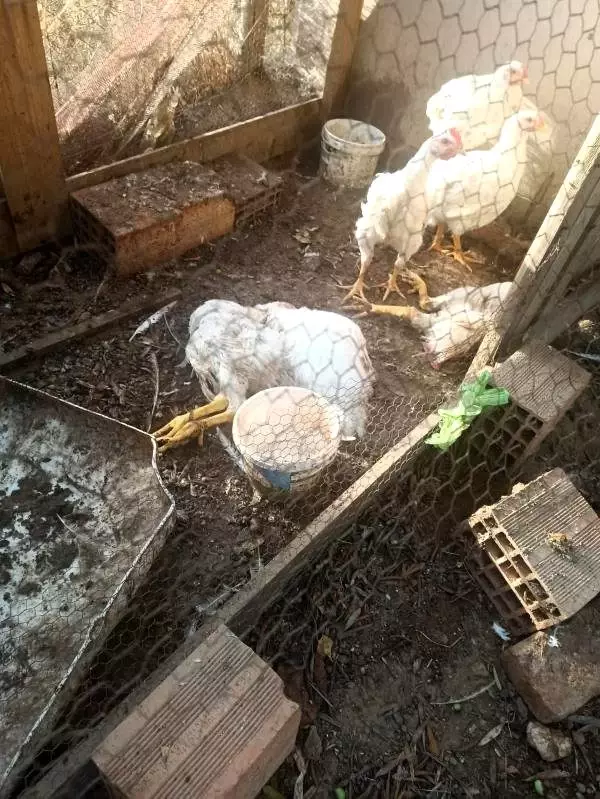 Son dakika haberi! Bozcaada�da Kangal kırması köpek tavukları öldürüp