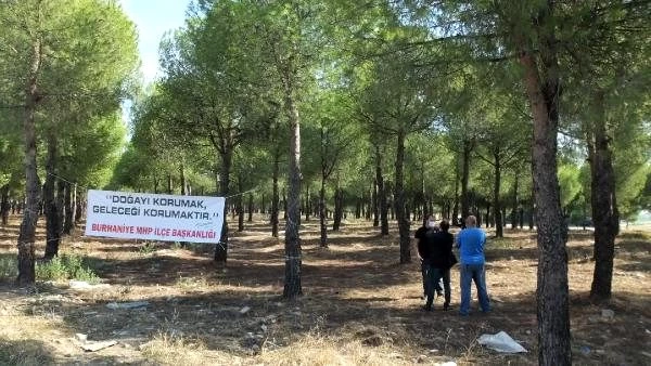 Burhaniye'de CHP'li belediyenin çam ağaçlarını keseceği iddialarına tepki