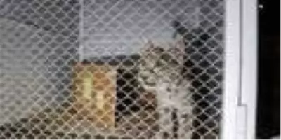Erzincan'da parkta bulunan vaşak yavrusu koruma altına alındı Erzincan'da parkta bulunan vaşak yavrusu koruma altına alındı