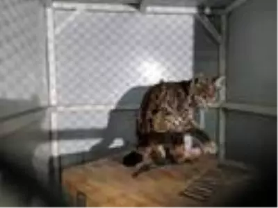 Erzincan'da parkta bulunan vaşak yavrusu koruma altına alındı Erzincan'da parkta bulunan vaşak yavrusu koruma altına alındı