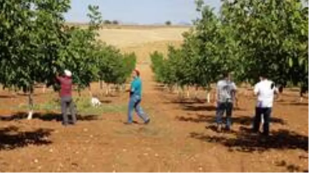 Eşme'de ceviz hasadı başladı