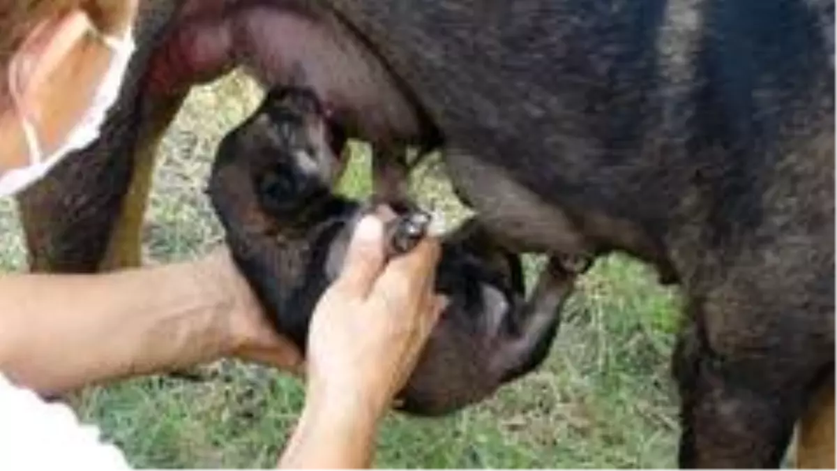 Kepçeli yavru köpek kurtarma operasyonu