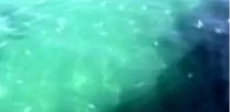 Marmara Denizi: Marmara Denizi'nde denizanası sayısındaki artış dikkati çekiyor -TEKİRDAĞ Marmara Denizi: Marmara Denizi'nde denizanası sayısındaki artış dikkati çekiyor -TEKİRDAĞ