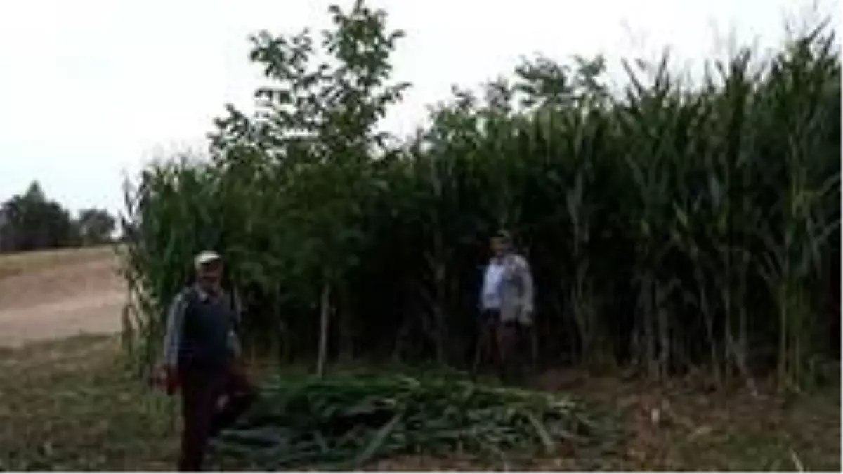 Mısır silajında ilk hasat yapıldı