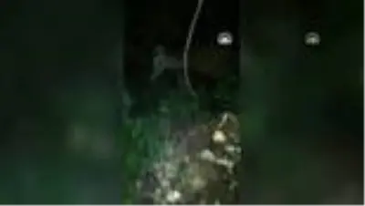 Otomobilin çarptığı geyik tedaviye alındı
