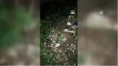 Otomobilin çarptığı geyik tedaviye alındı