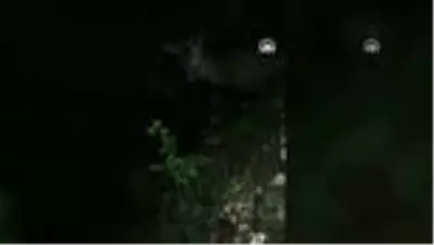 Otomobilin çarptığı geyik tedaviye alındı