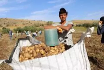 Patatesin tarlada 75 kuruşa düşmesi üreticiyi üzdü Patatesin tarlada 75 kuruşa düşmesi üreticiyi üzdü