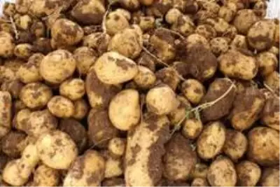 Patatesin tarlada 75 kuruşa düşmesi üreticiyi üzdü Patatesin tarlada 75 kuruşa düşmesi üreticiyi üzdü