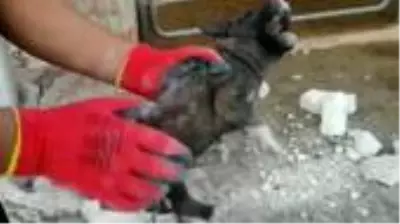 Çöken toprak ve kaya yığınının altında kalan yavru köpek kurtarıldı