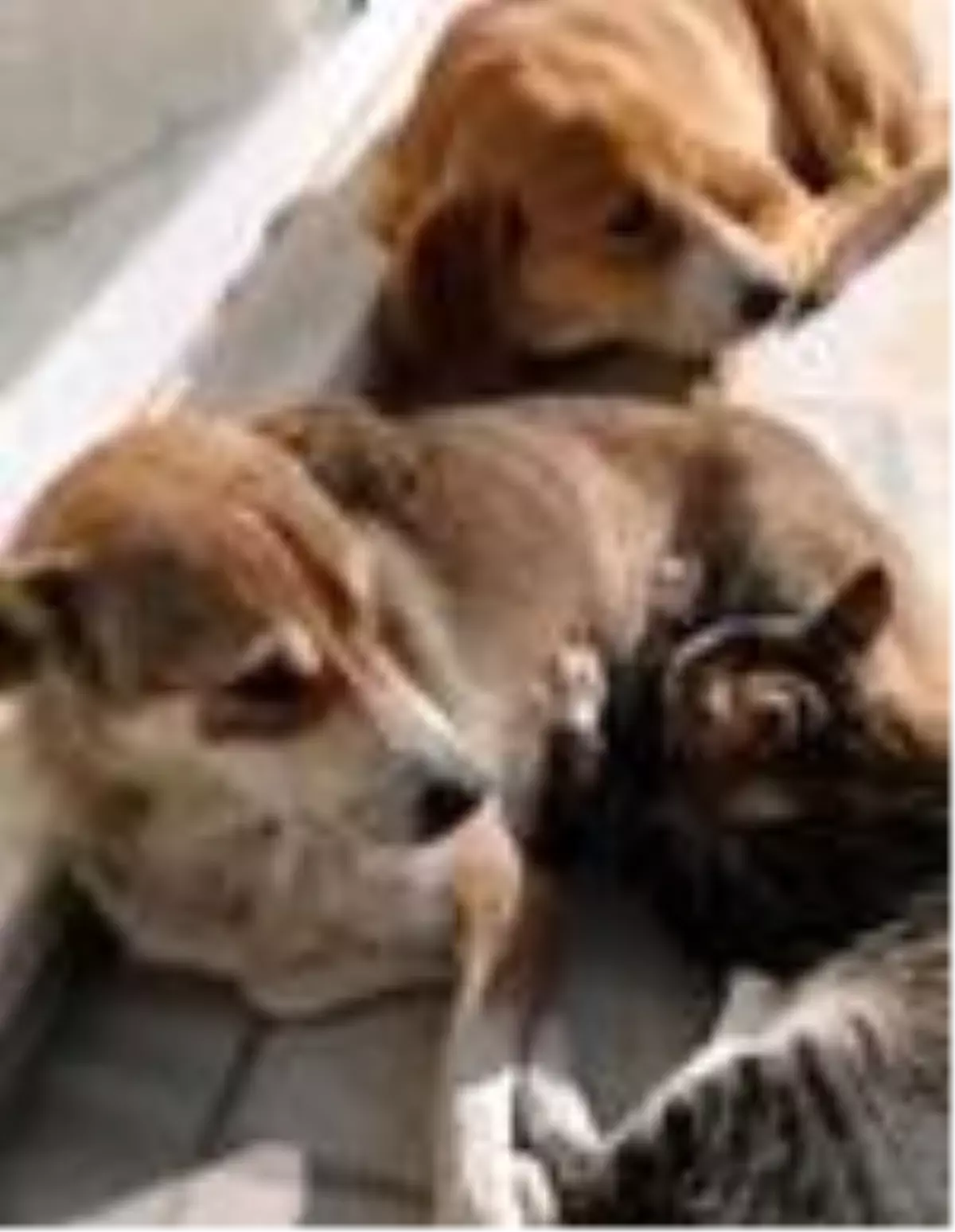 Sokak köpeği kediye annelik yapıyor