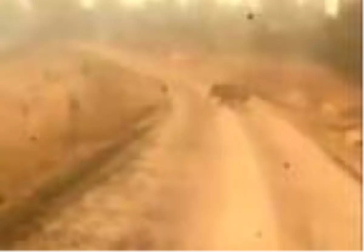 Yaban domuzu alevlerin arasından böyle kaçtı