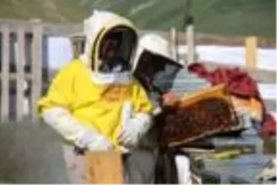 Bu yıl 2 ton üretilen Anzer balı, kilosu bin liradan satışa çıkarıldı