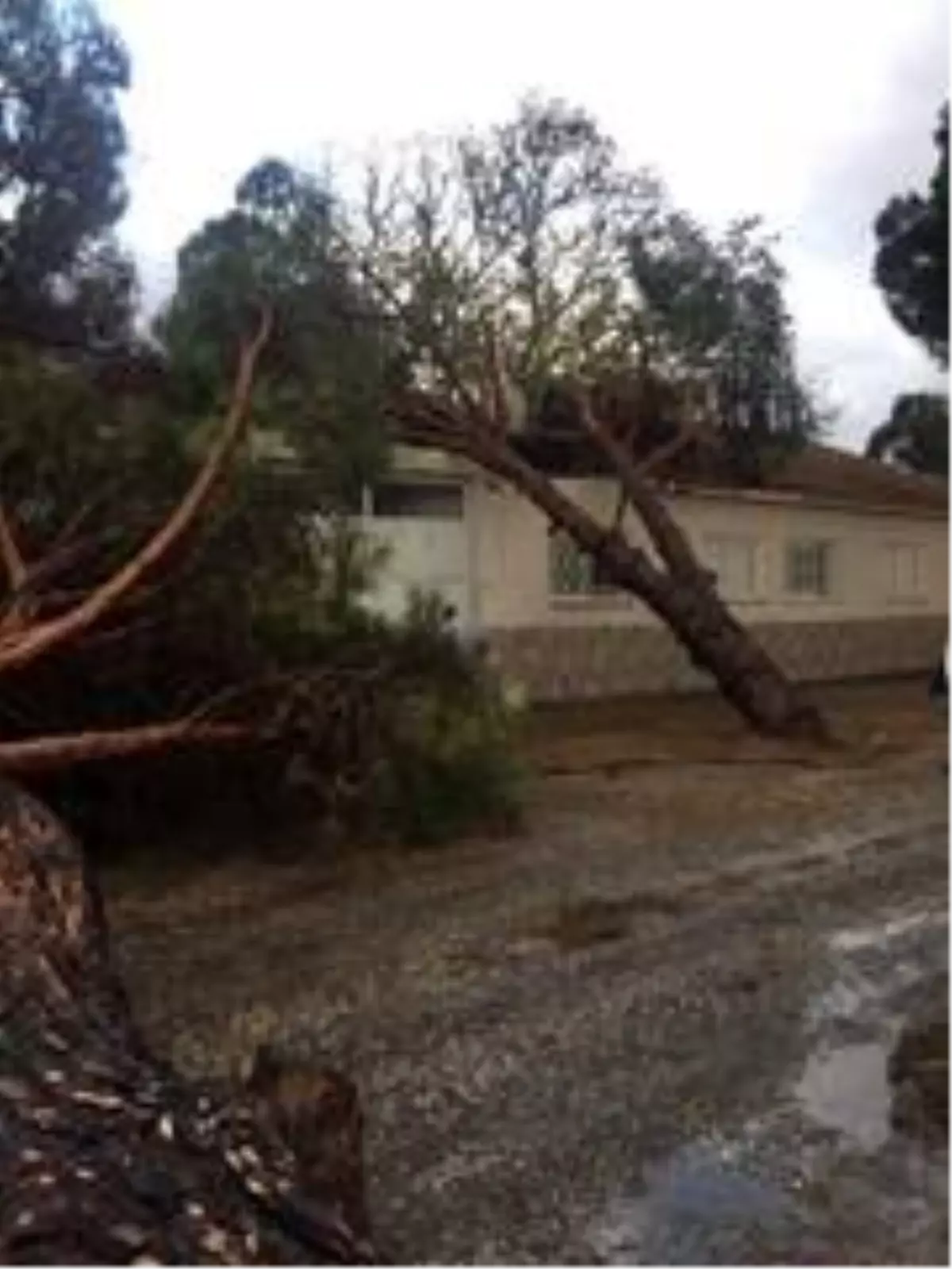 Ağaçlar ve elektrik direği yola devrildi