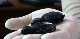 Çanakkale'de ilk kez caretta caretta yuvası tespit edildi