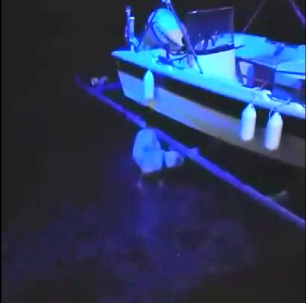 Son dakika haberleri | Denizde tekneye bağlanmış halde bulunan köpek kurtarıldı