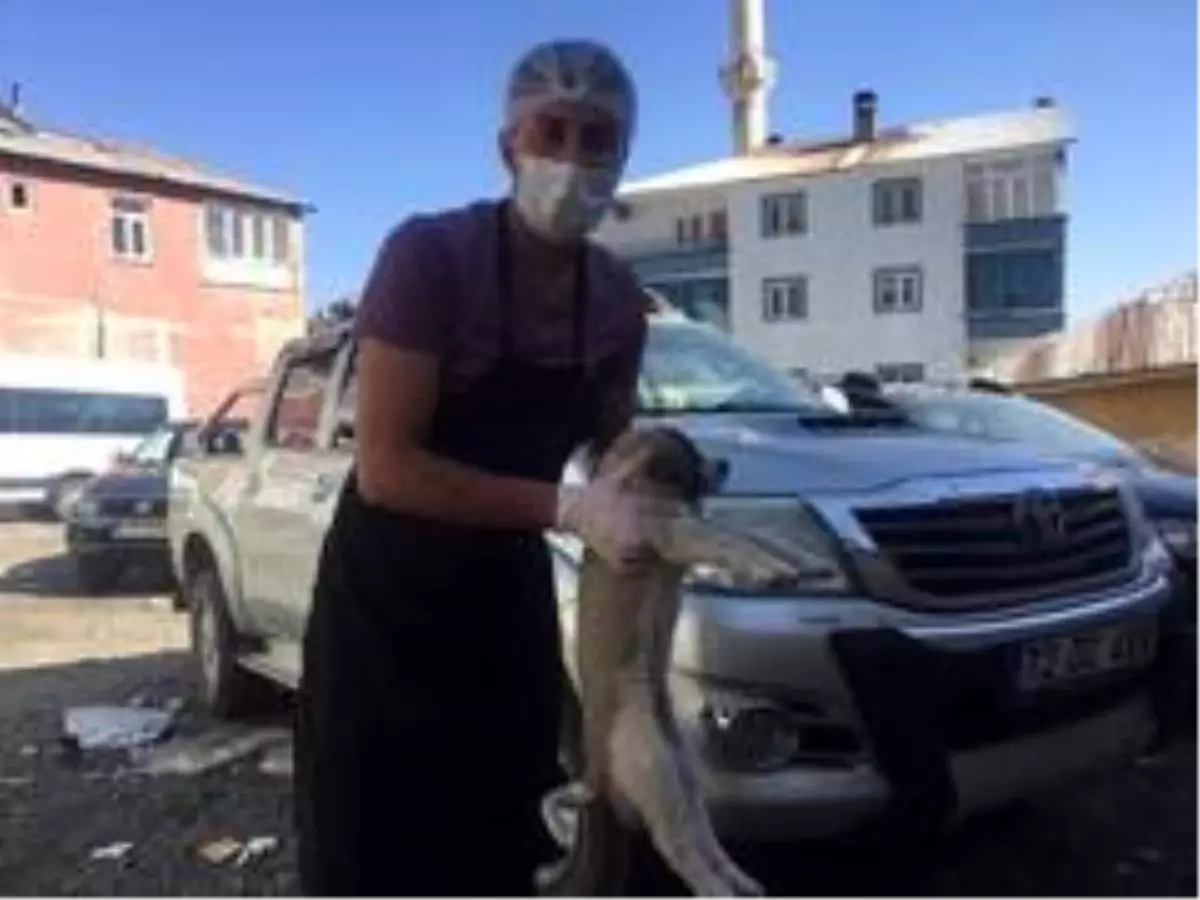 O hayvanlar, Başkan Arıkan'ın talimatıyla koruma altına alındı
