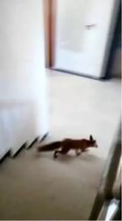Apartmana giren tilki katları tek tek gezdi Apartmana giren tilki katları tek tek gezdi