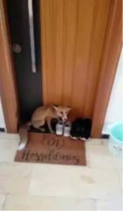 Apartmana giren tilki katları tek tek gezdi Apartmana giren tilki katları tek tek gezdi