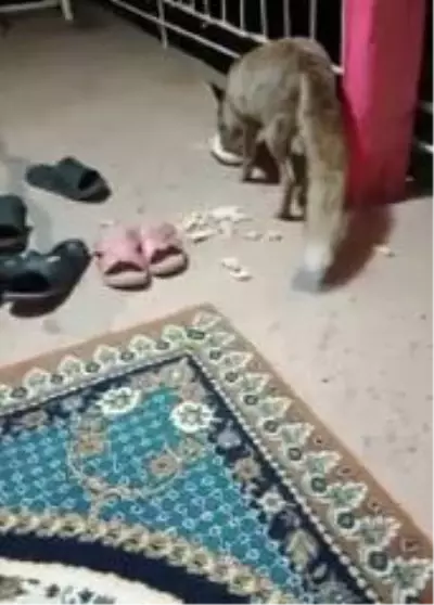 Apartmana giren tilki katları tek tek gezdi Apartmana giren tilki katları tek tek gezdi
