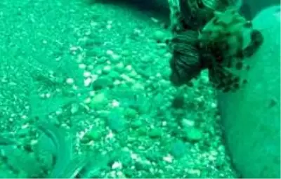 Doğu Akdeniz'e artık Kızıldeniz balık türleri hakim Doğu Akdeniz'e artık Kızıldeniz balık türleri hakim