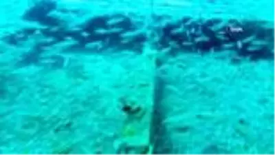 Doğu Akdeniz'e artık Kızıldeniz balık türleri hakim Doğu Akdeniz'e artık Kızıldeniz balık türleri hakim
