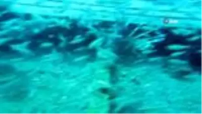 Doğu Akdeniz'e artık Kızıldeniz balık türleri hakim Doğu Akdeniz'e artık Kızıldeniz balık türleri hakim